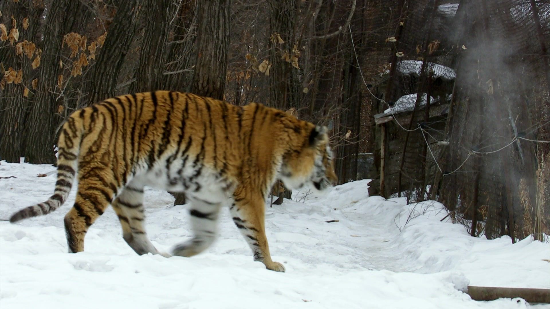 Im Bann des Sibirischen Tigers