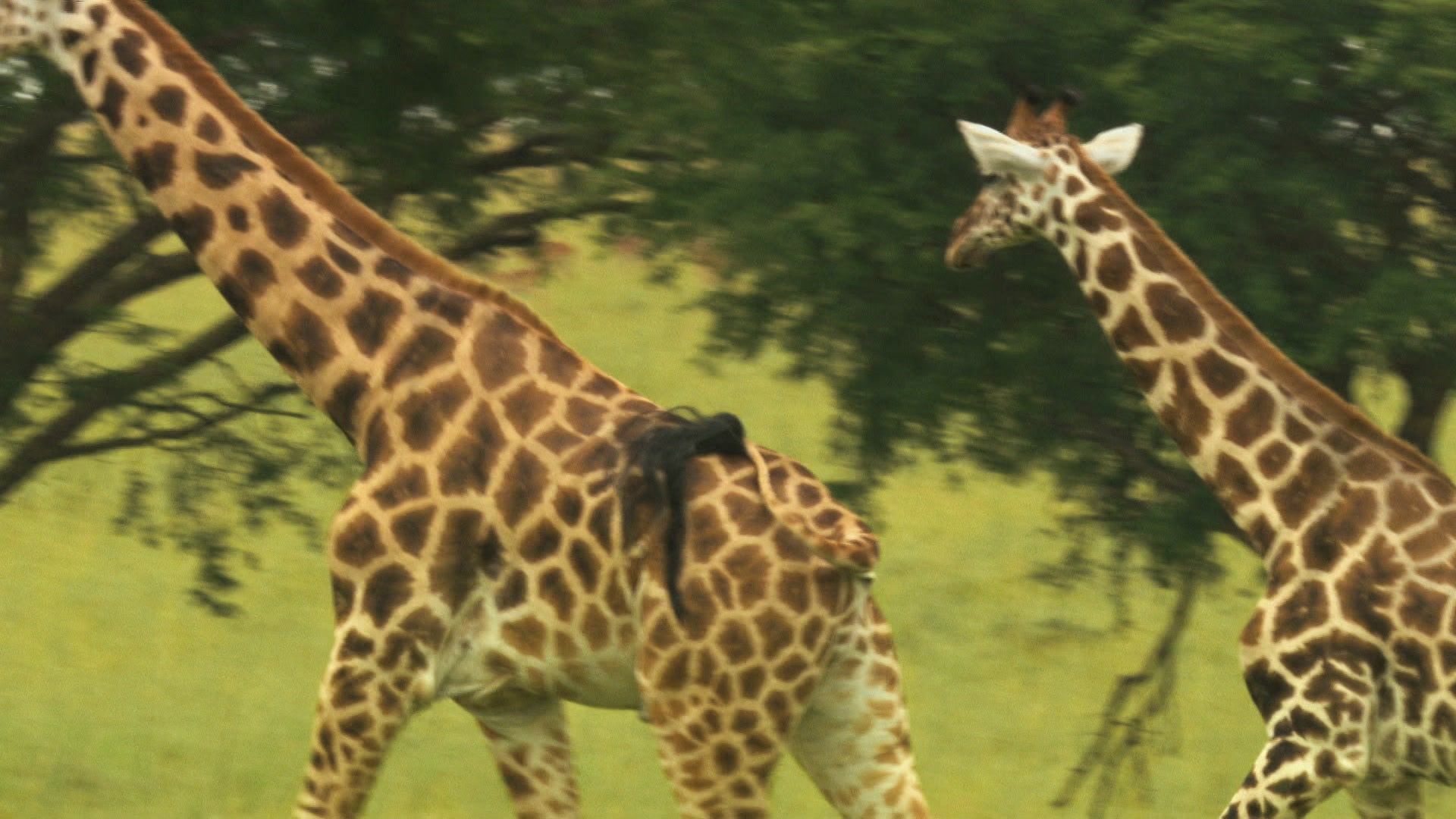 Giraffen - Giganten hautnah