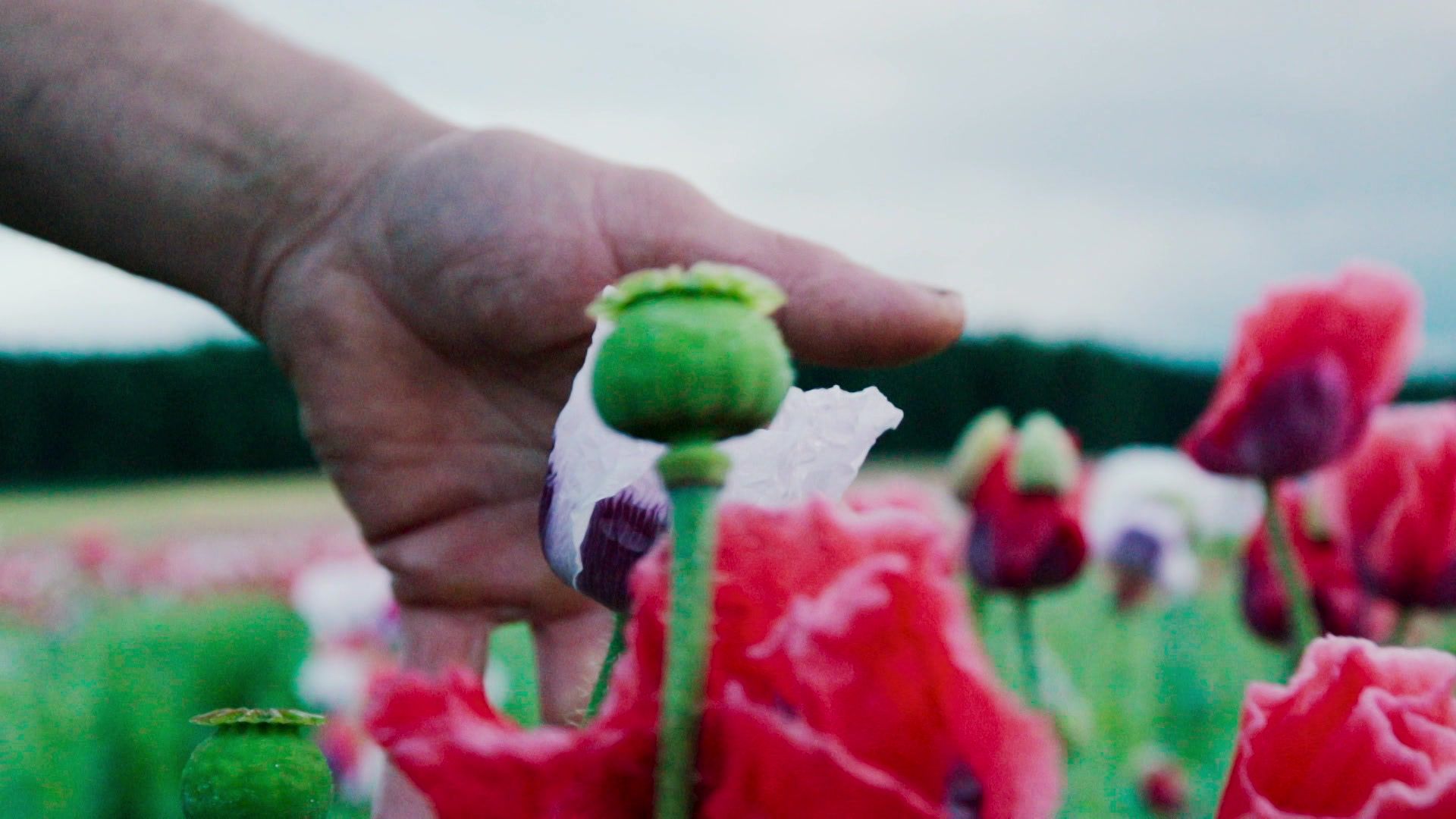 Knopf und Mohn im Waldviertel 