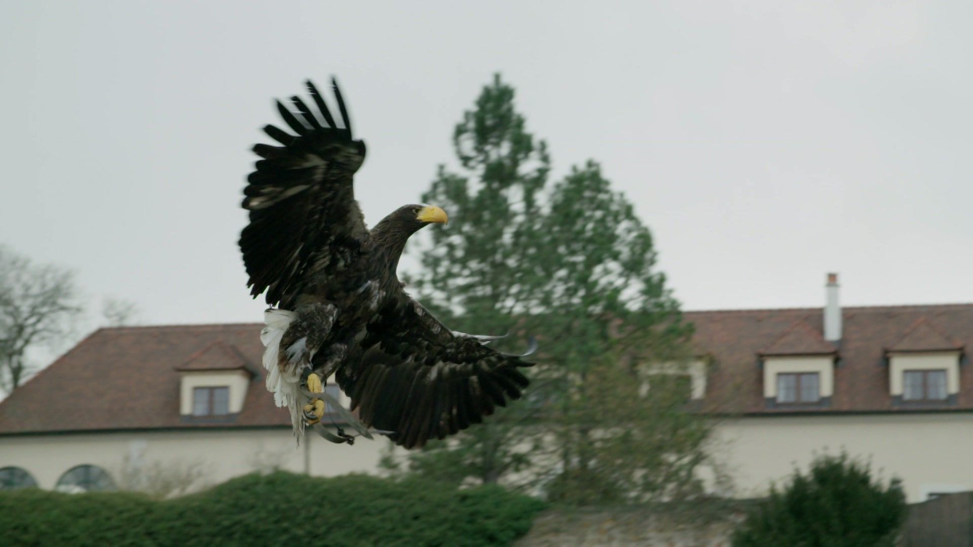 Falknerei auf Schloss Rosenburg