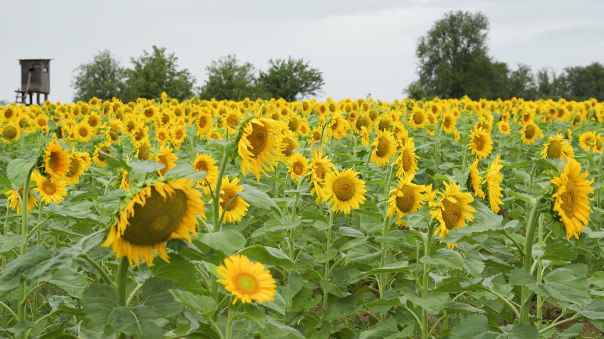 3. August - Servus Wetter