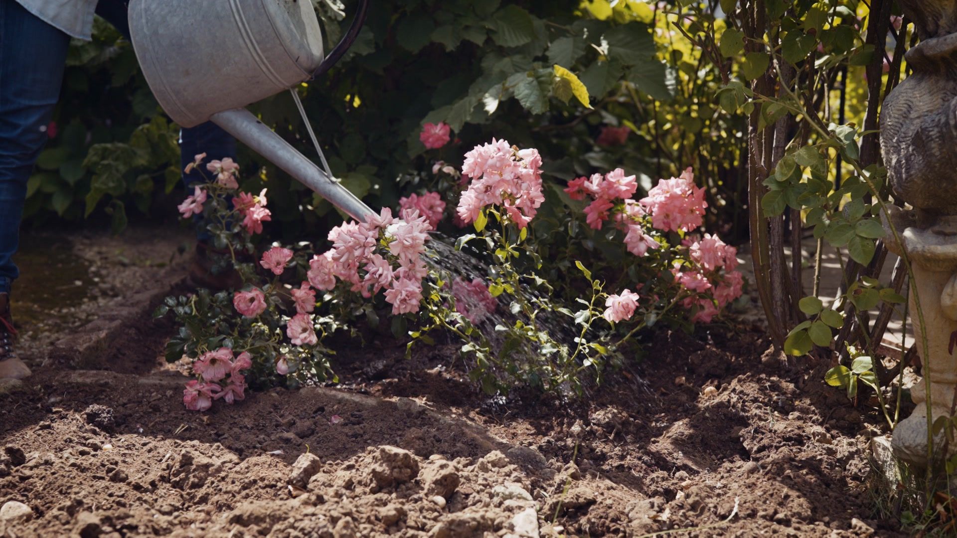 Garten-Tipps von Josef Starkl: Alles zum Thema Rosen