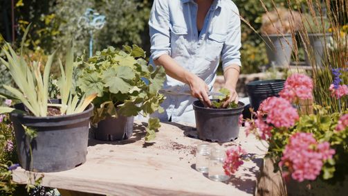 Gartln mit Starkl Staffel 5 Folge 2: Garten-Tipps von Josef Starkl: Der Staudengarten