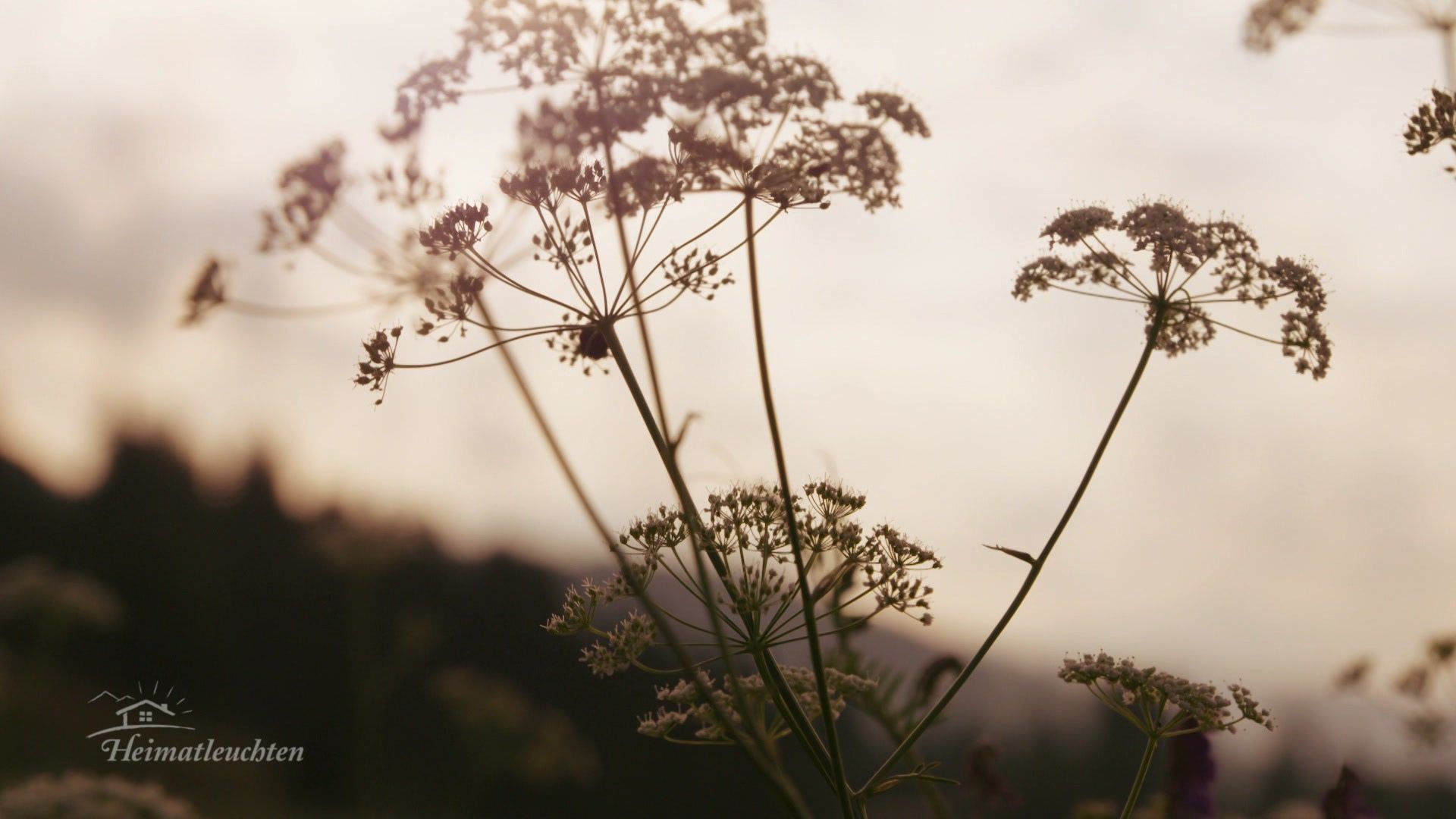 Das Tiroler Brixental - Almsommer in den Kitzbüheler Alpen