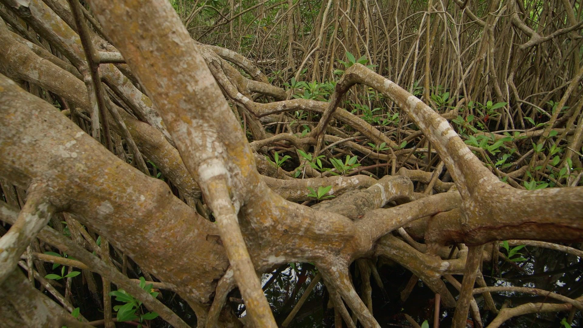 Die magischen Mangroven von Mexiko