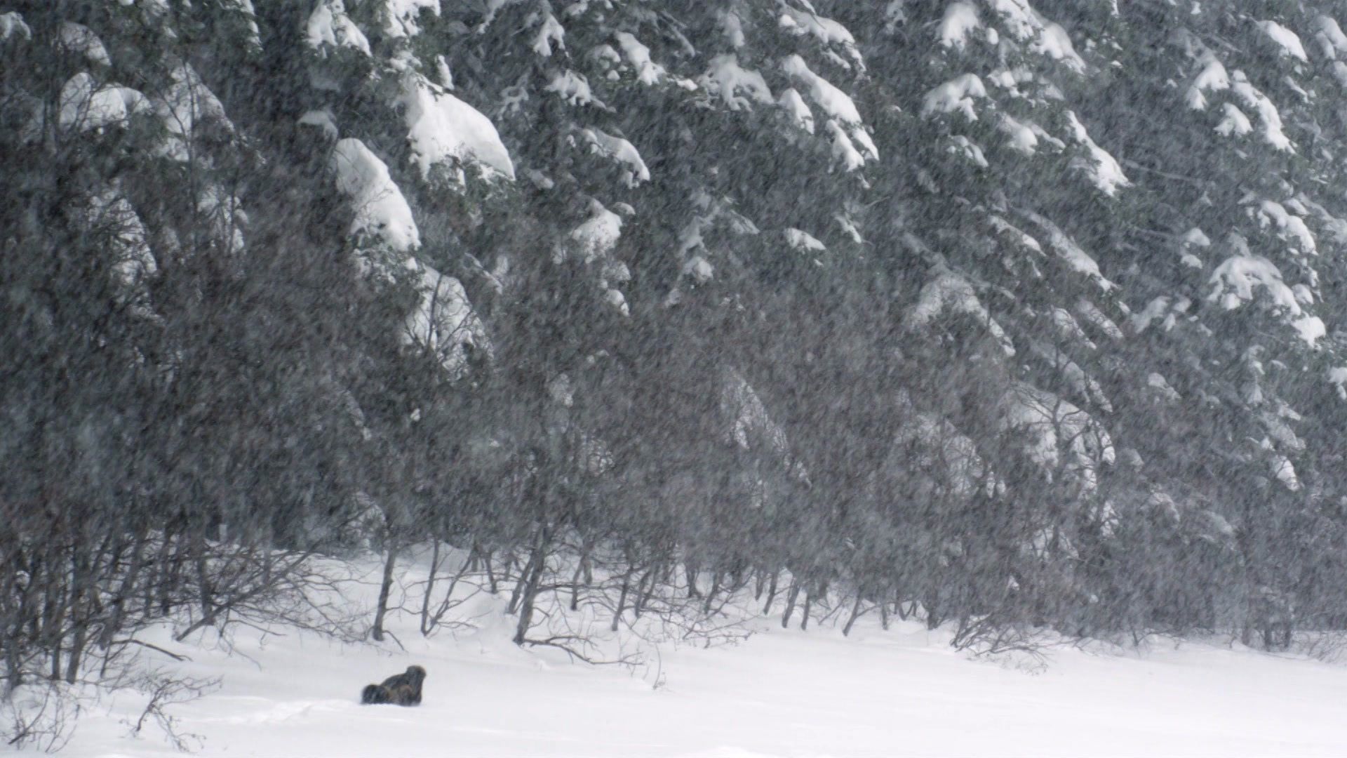 Wildes Kanada - Das ewige Neuland (1/4)