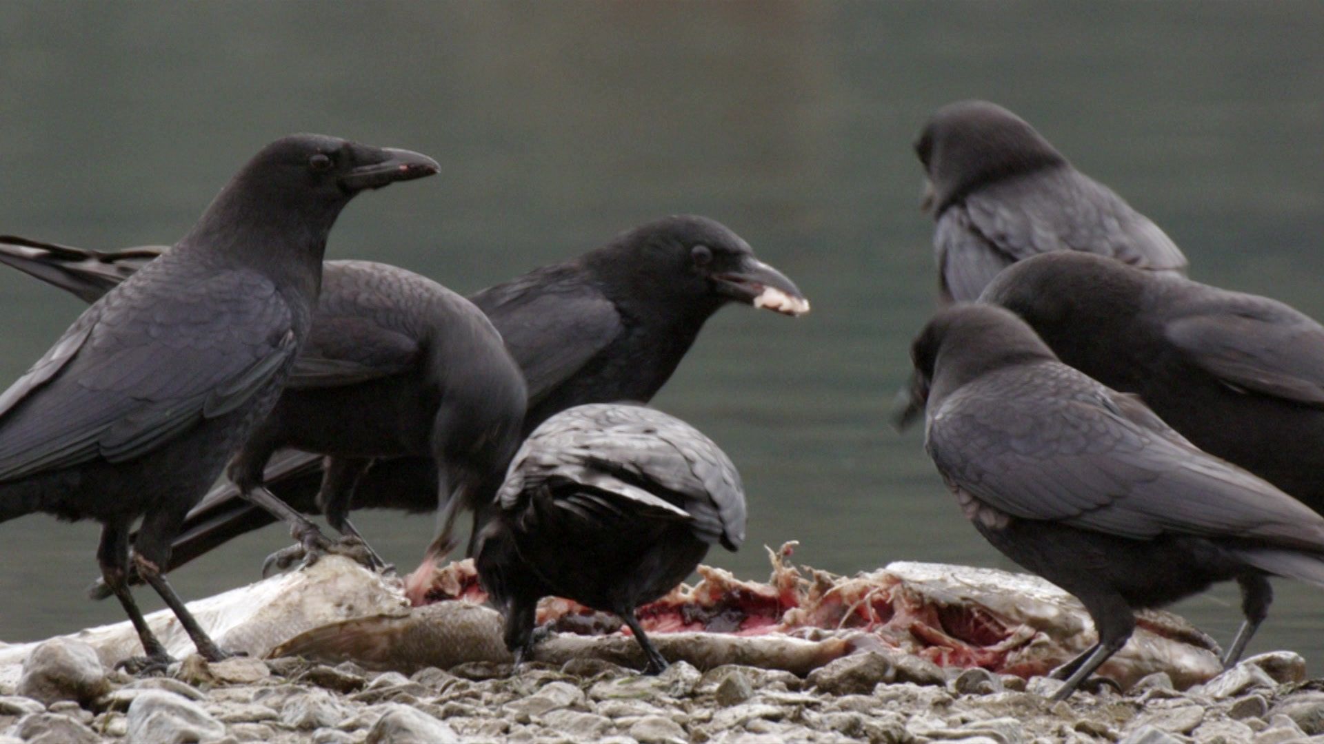 Wildes Kanada - Der Wilde Westen (2/4)