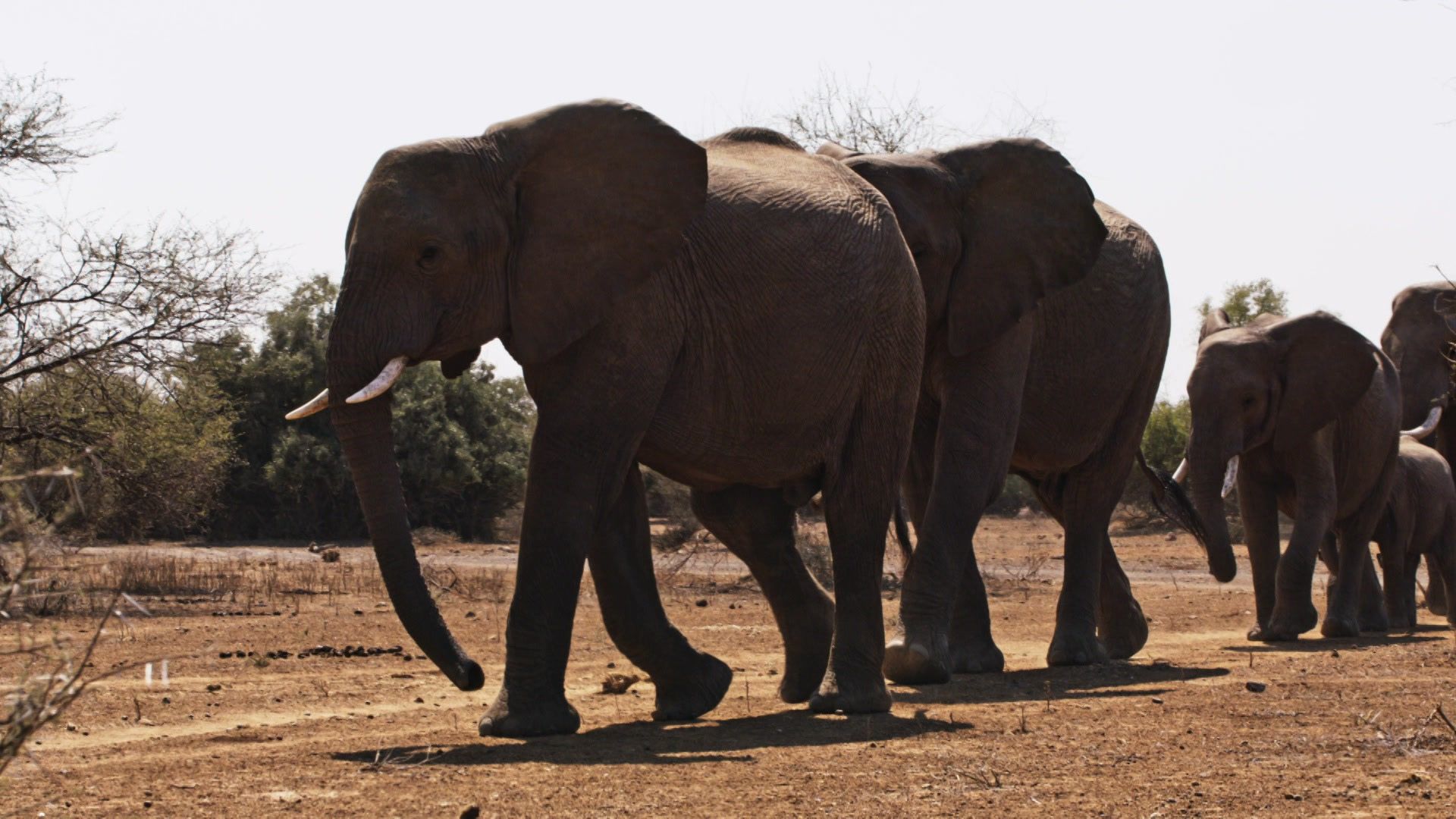 Afrikas wilde Seiten - Die Flut (2/3)