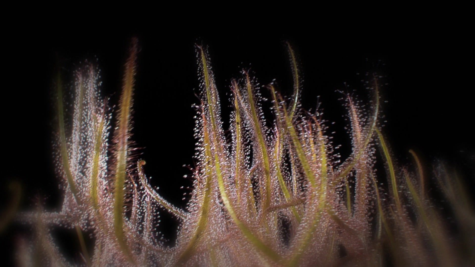 Die Pracht der Pflanzen - Tödliche Fallen (2/2)