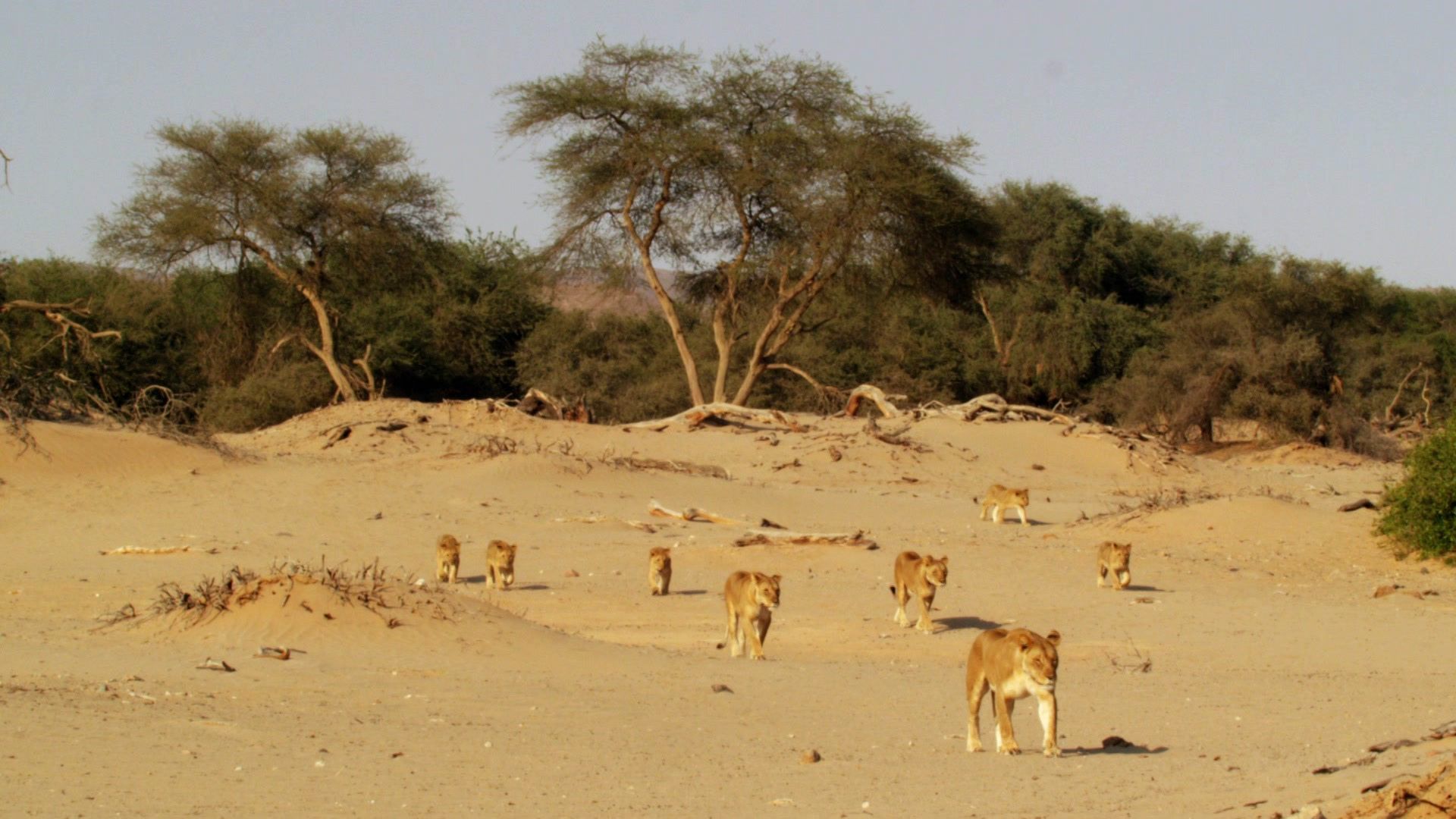 Helden der Tierwelt - Auf sanften Pfoten (3/3)