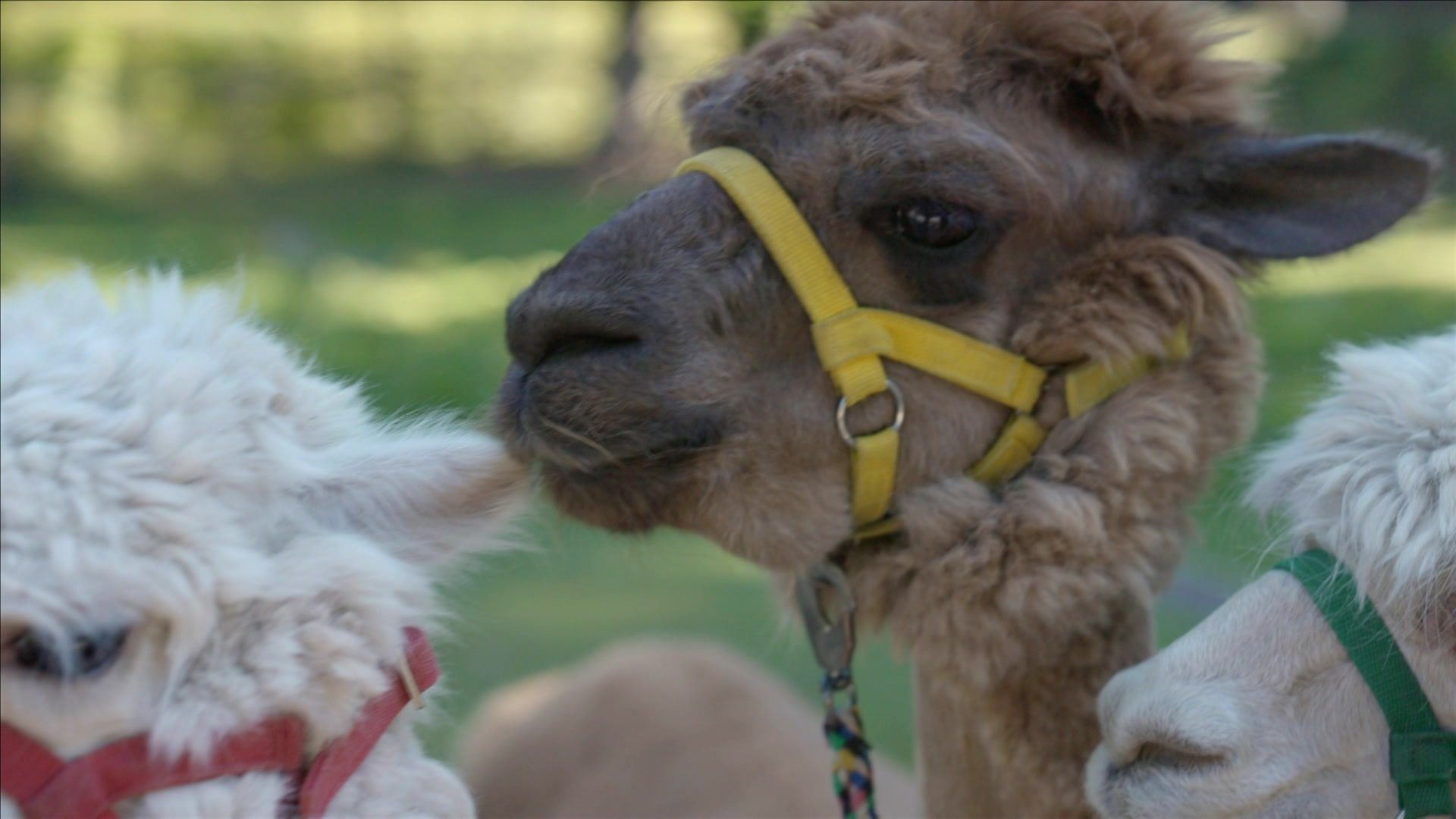 Wow! Überraschende Tiergeschichten
