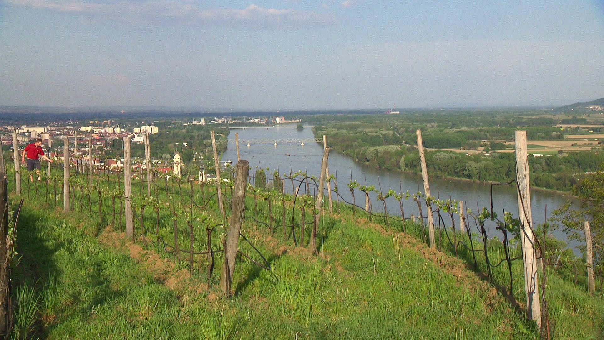 In die Wachau