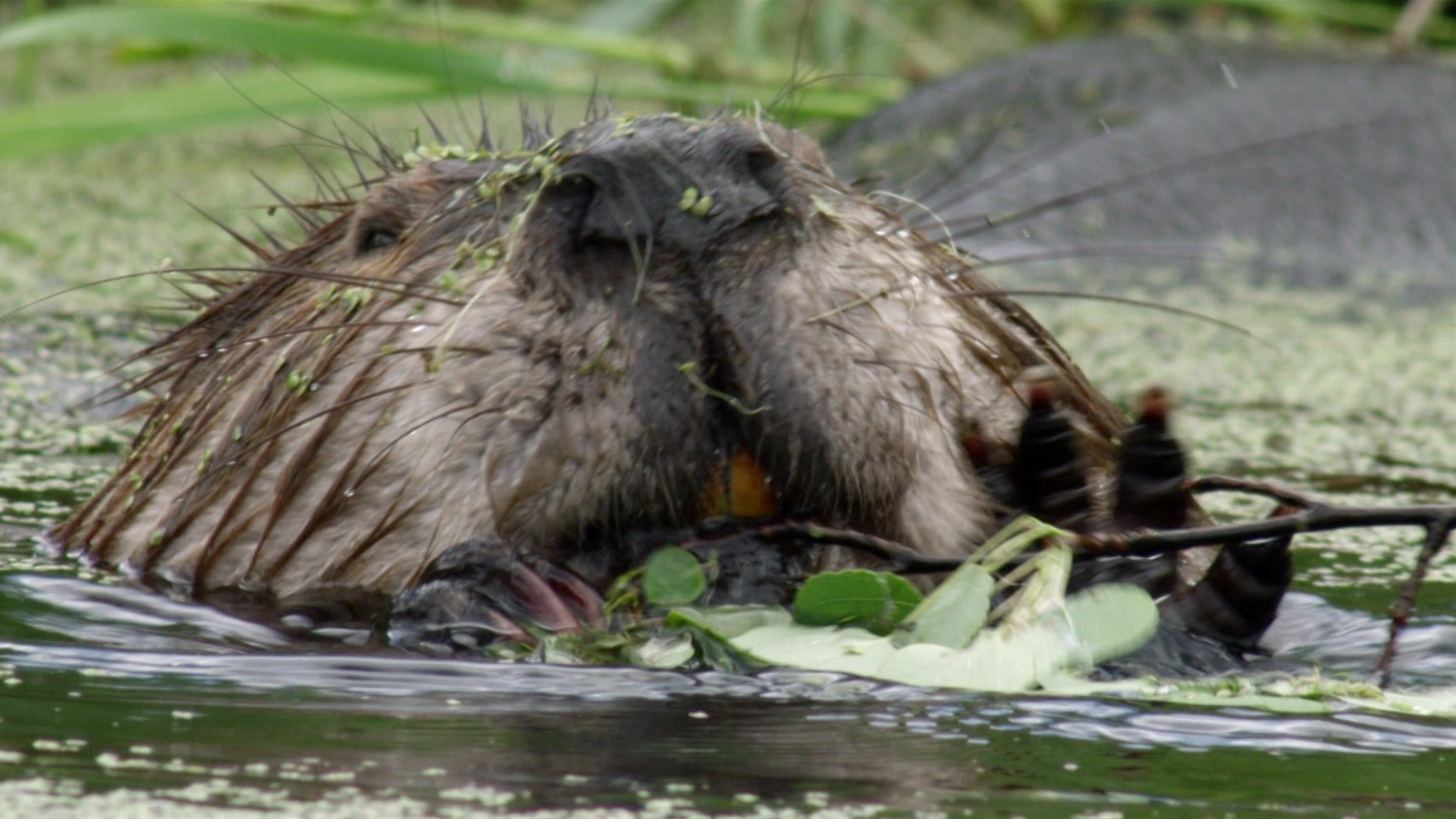 Wildes Kanada - Die endlose Weite (3/4)