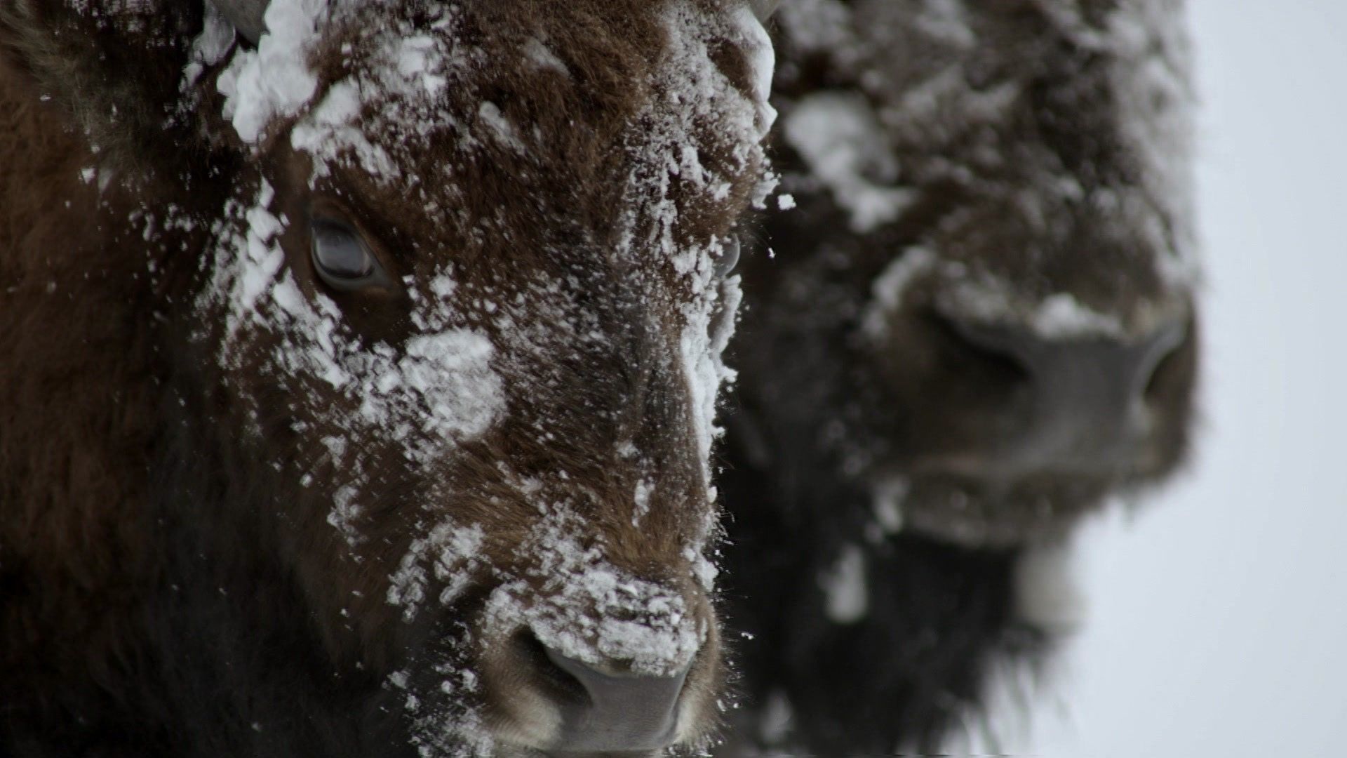 O du wilde Weihnachtszeit