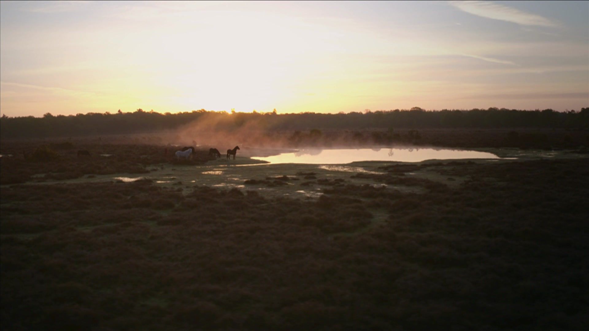 Wald der wilden Ponys