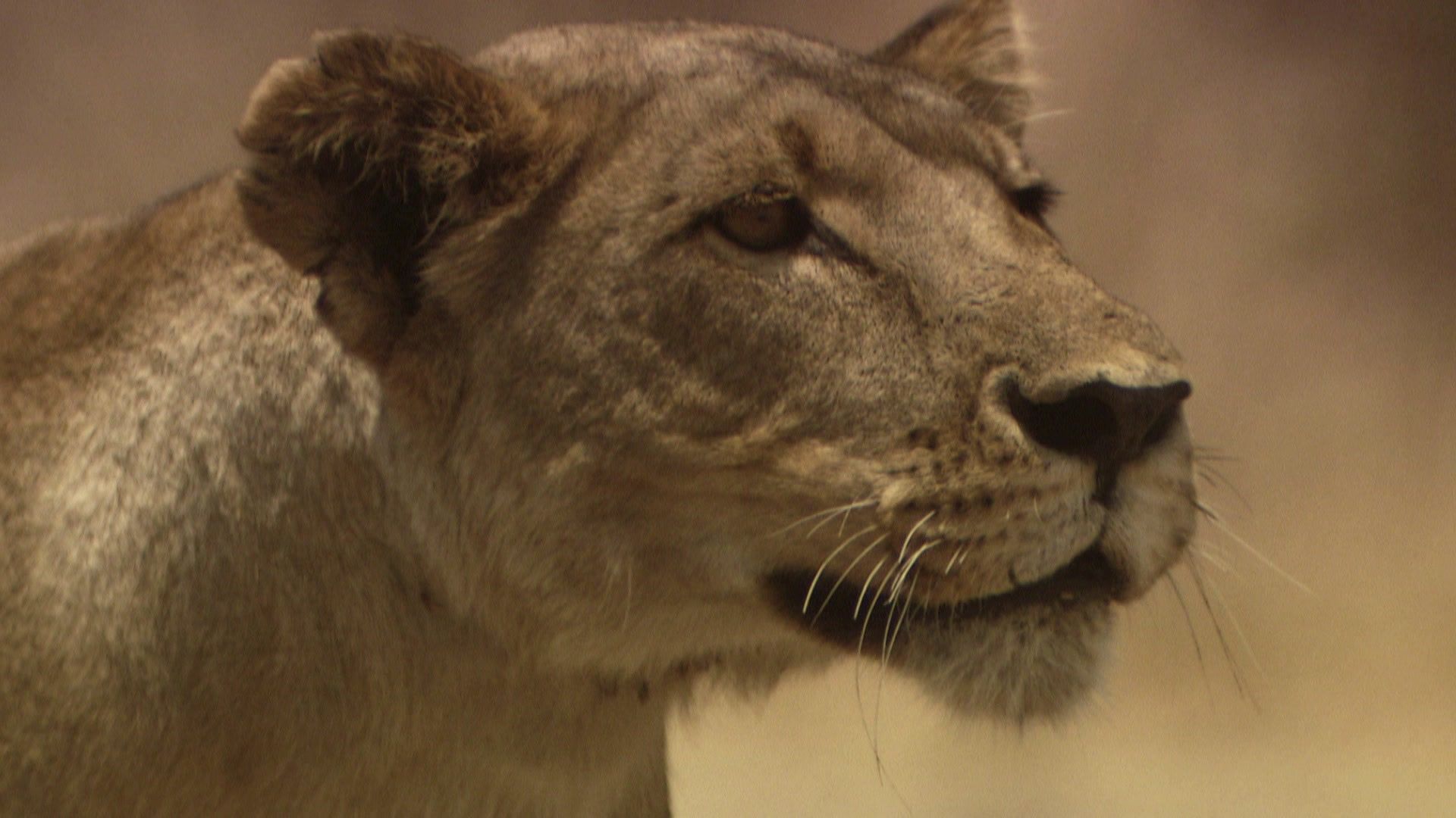 Das Gesetz der Löwen - Feindesland (1/3)