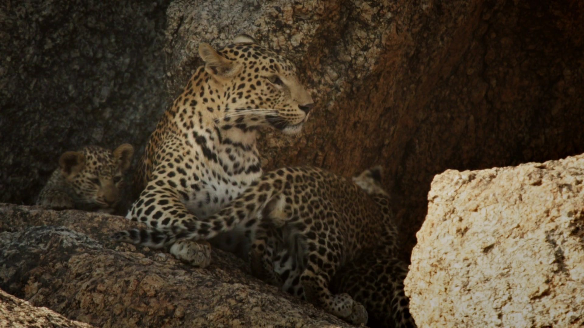Der Fels der Leoparden