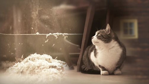 Ich, Bauer Staffel 3 Folge 3: Der Traum vom Paradies