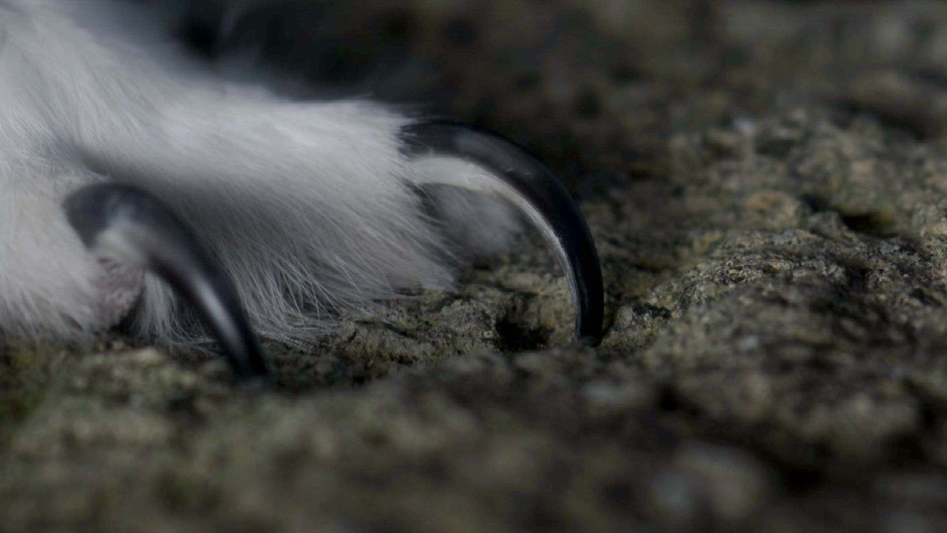 Schnee-Eulen - Schwingen über der Arktis