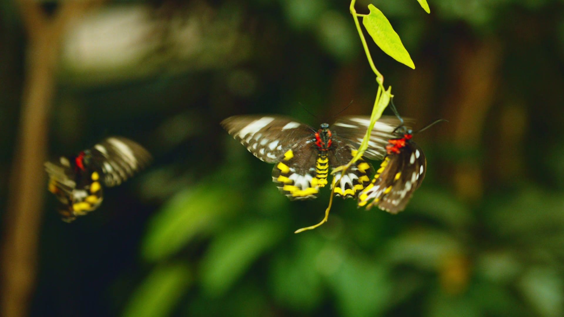 Wunderwesen Schmetterling