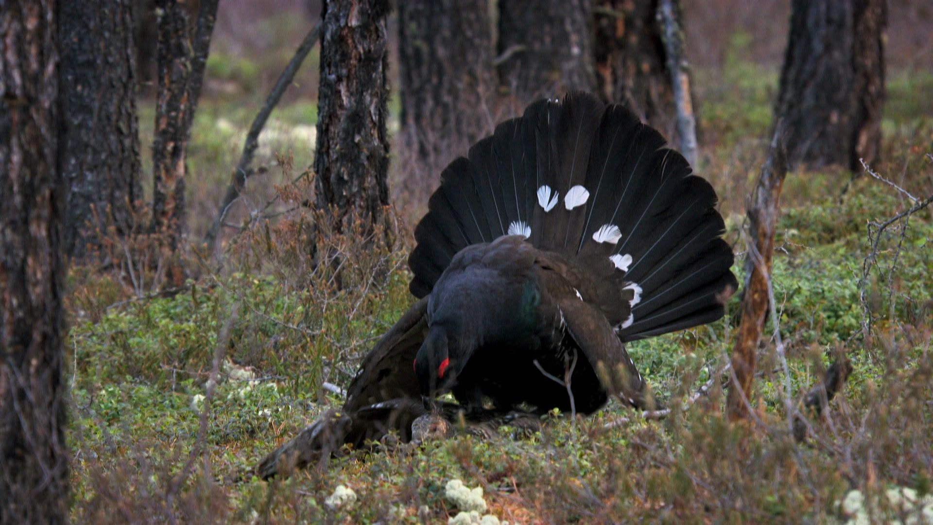 Die Jahreszeiten - Der Frühling (1/2)