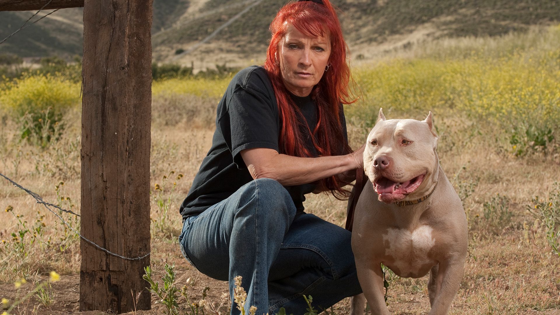 Pitbulls auf Bewährung