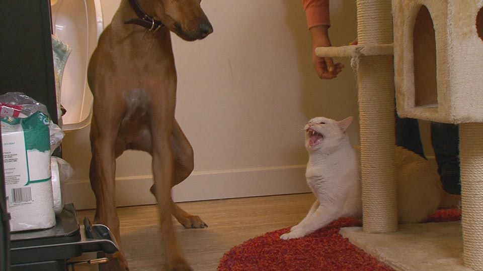 Blind, taub und bissig