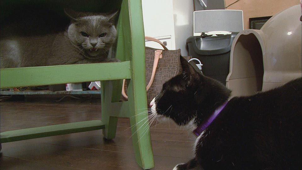 Mitbewohner aus der Hölle