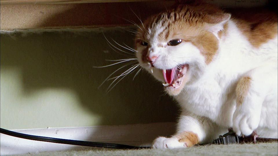 Katzenjammer mit Milo