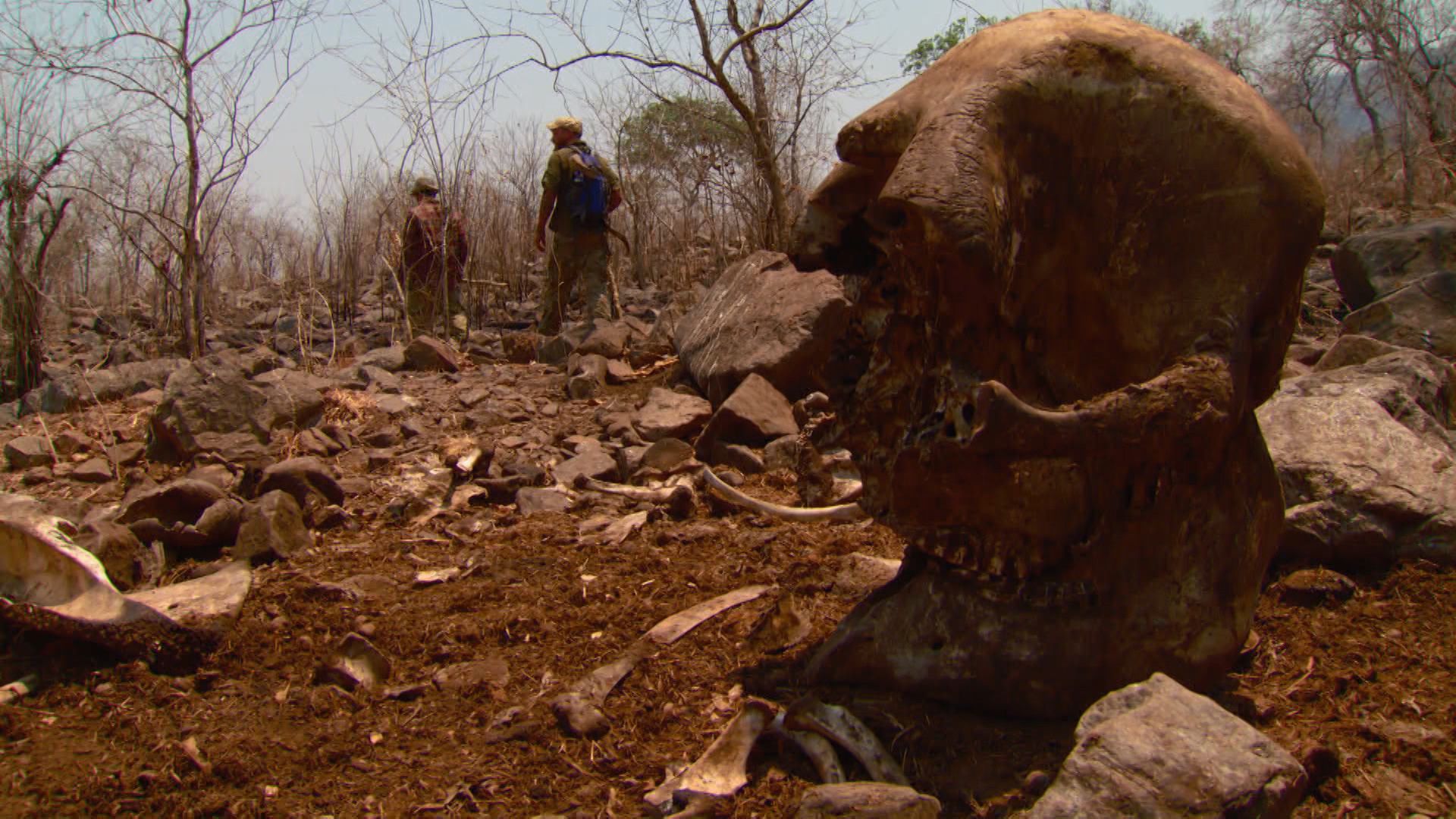 Fressen und gefressen werden