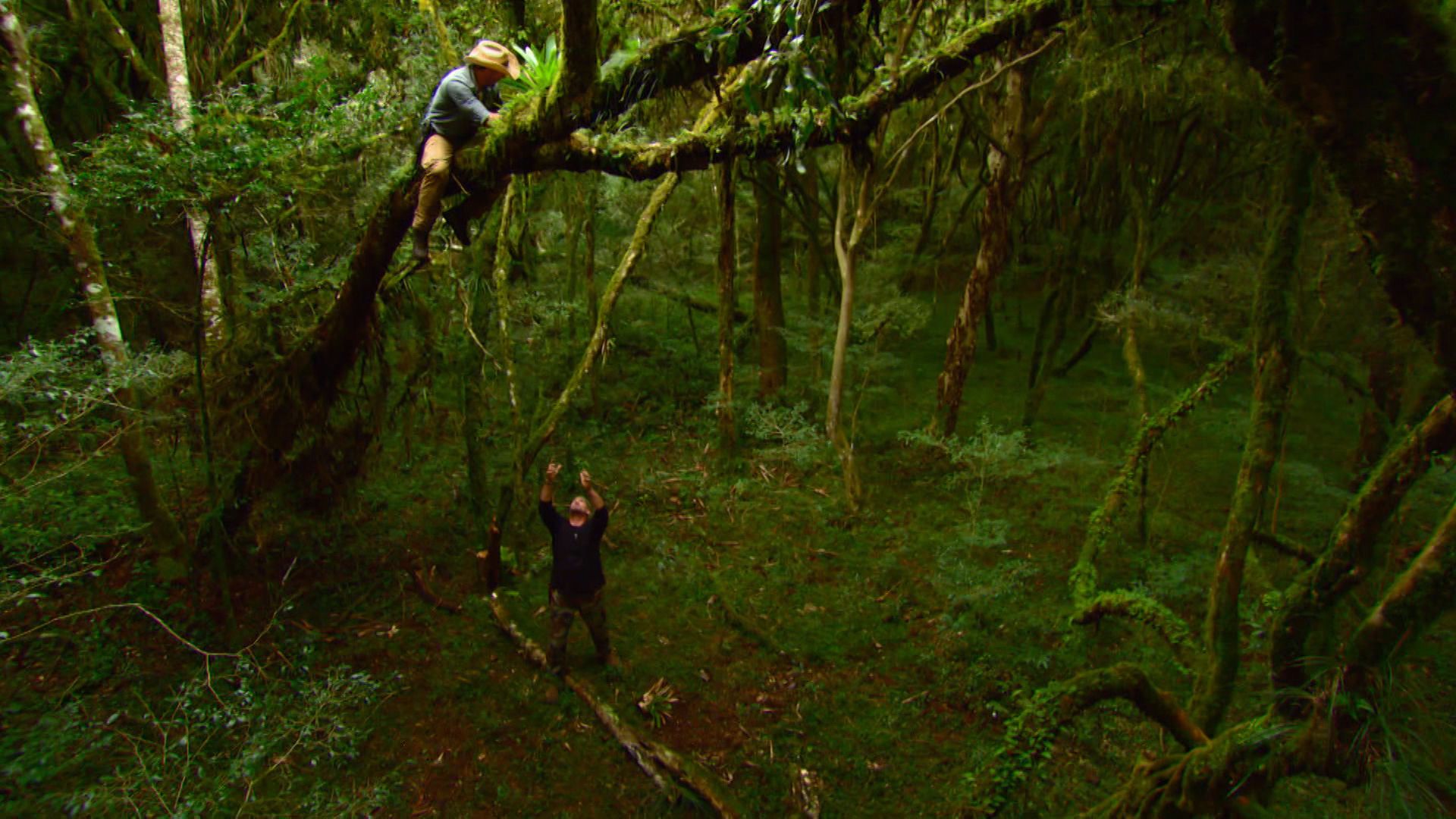 Der Wald der Schlangen