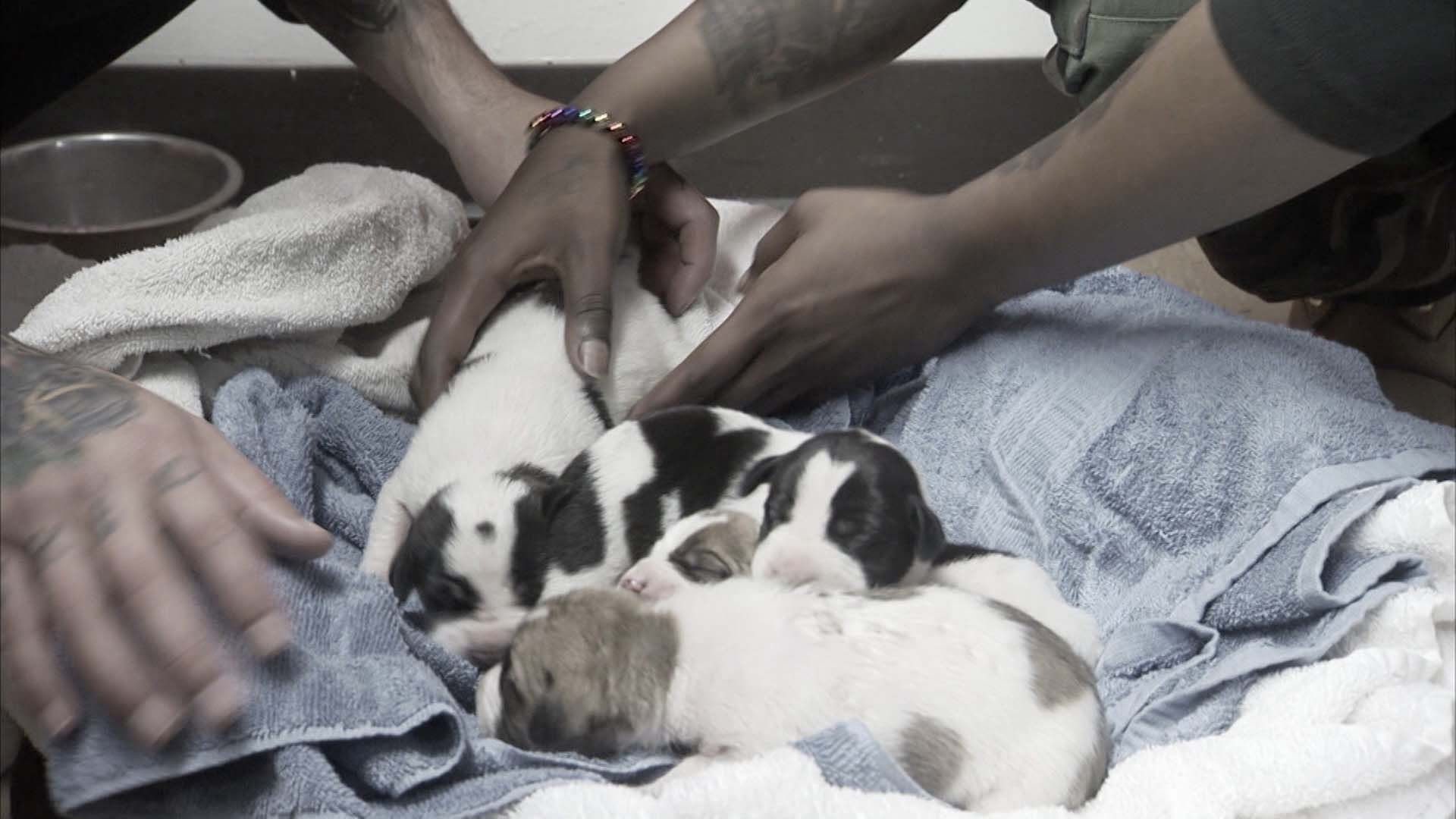 Neue Hoffnung für Earl