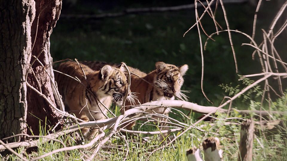Kleine Tiger werden groß