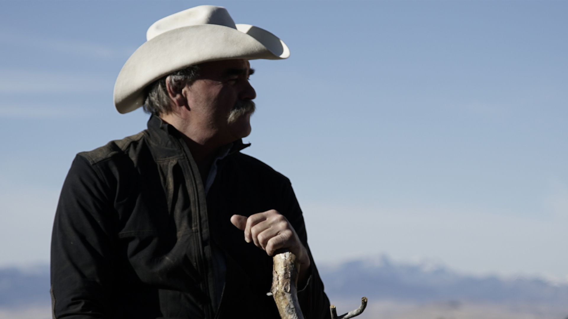 Von Bienen und Bären