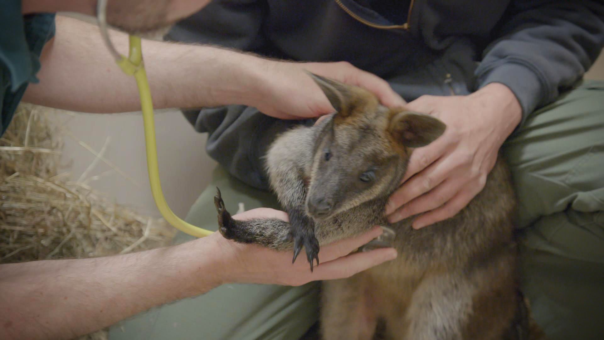 Ein neues Zuhause für Wallaby Howie