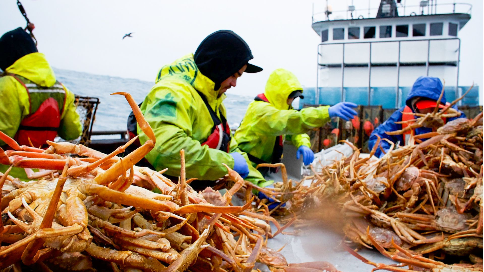 Grüße aus dem Hundehimmel