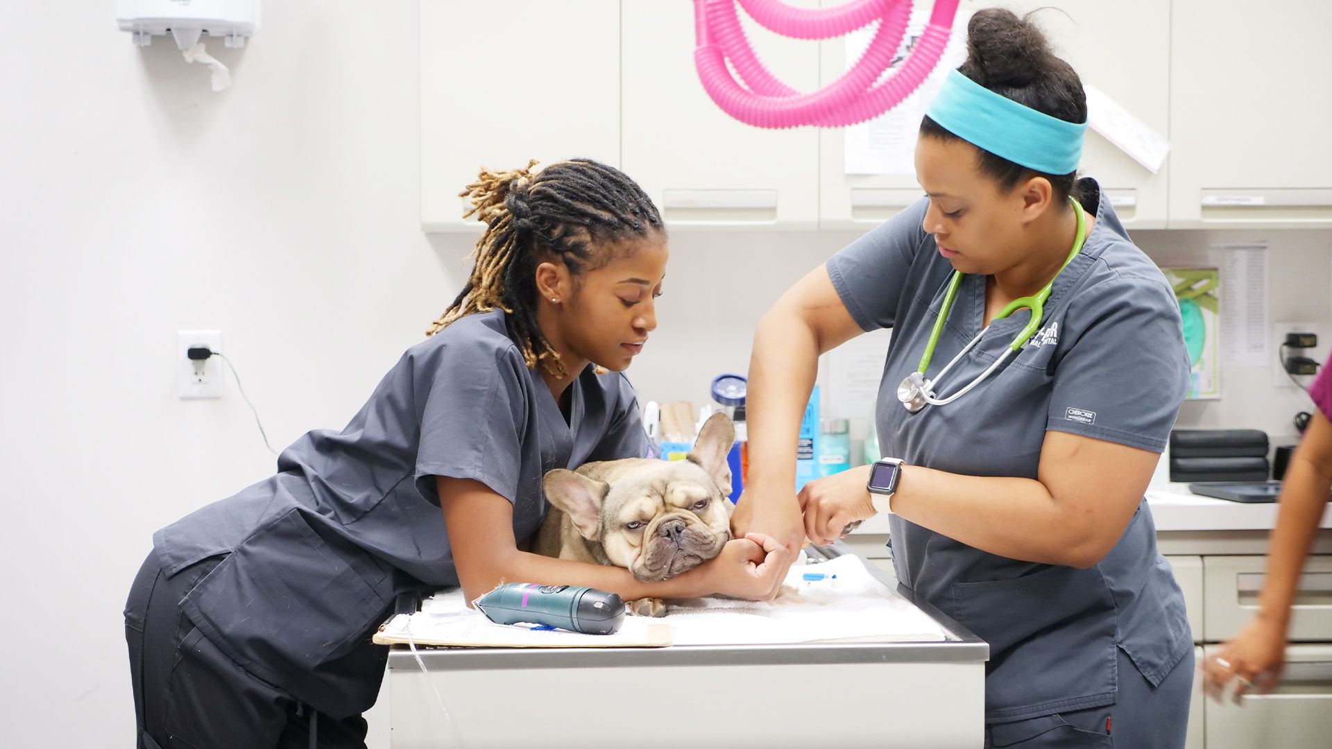 Schweinchen und Meerschweinchen