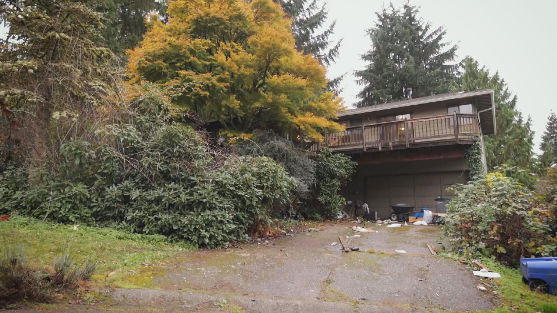 Im Dschungel von Bothell