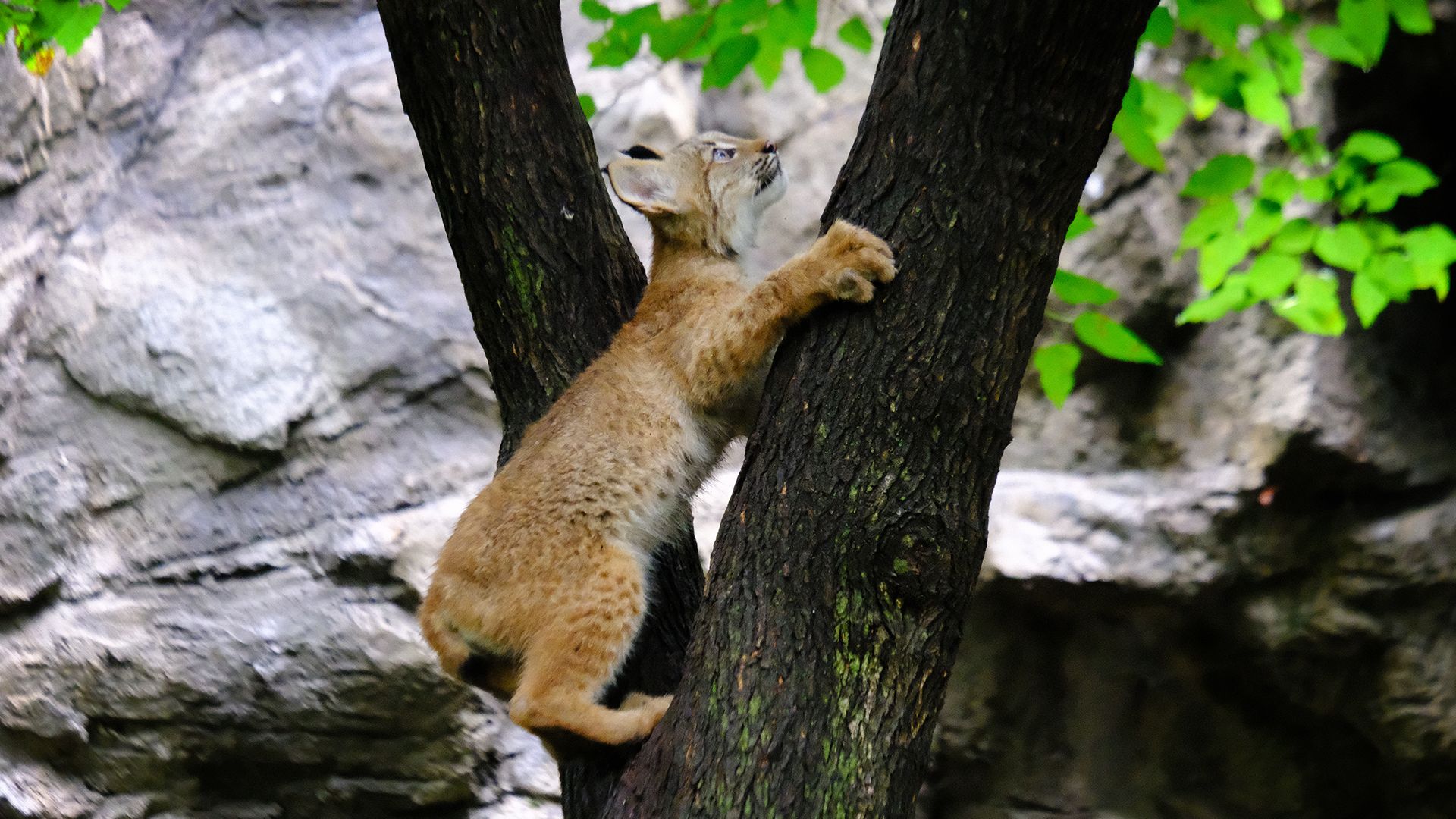 Widerspenstige Luchs-Kätzchen