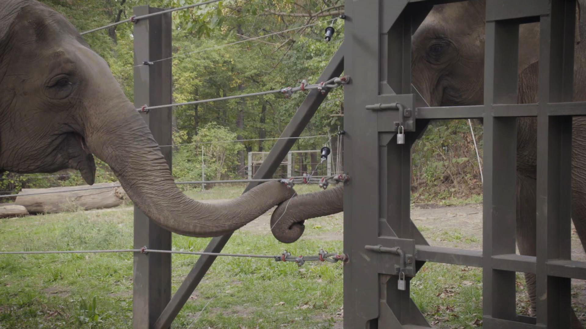 Patty und Happy – der Zaun fällt