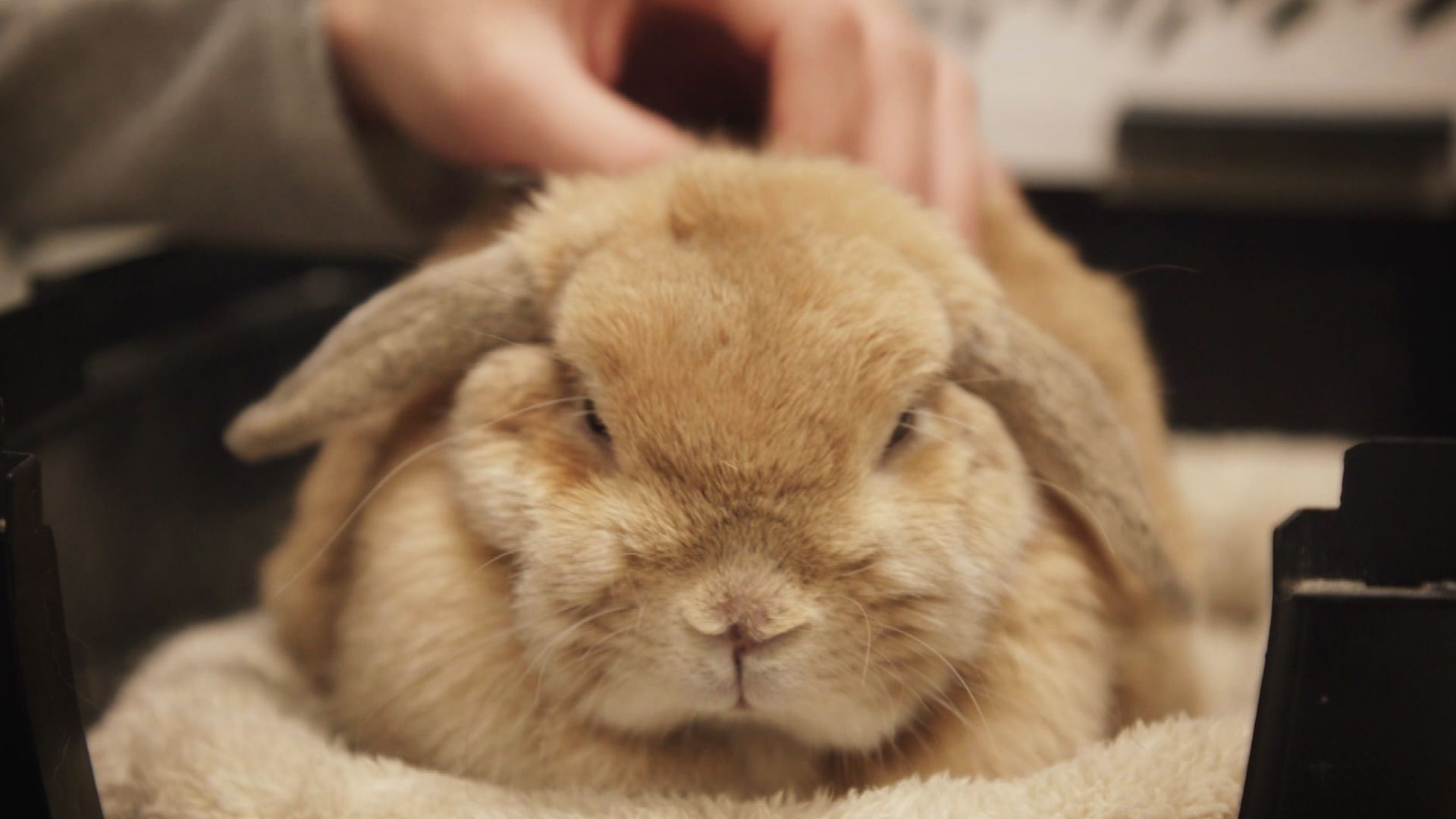 Bartagame in Lebensgefahr