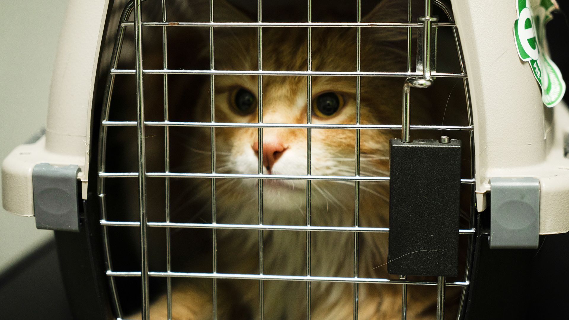 Rettung aus der Welpenfabrik