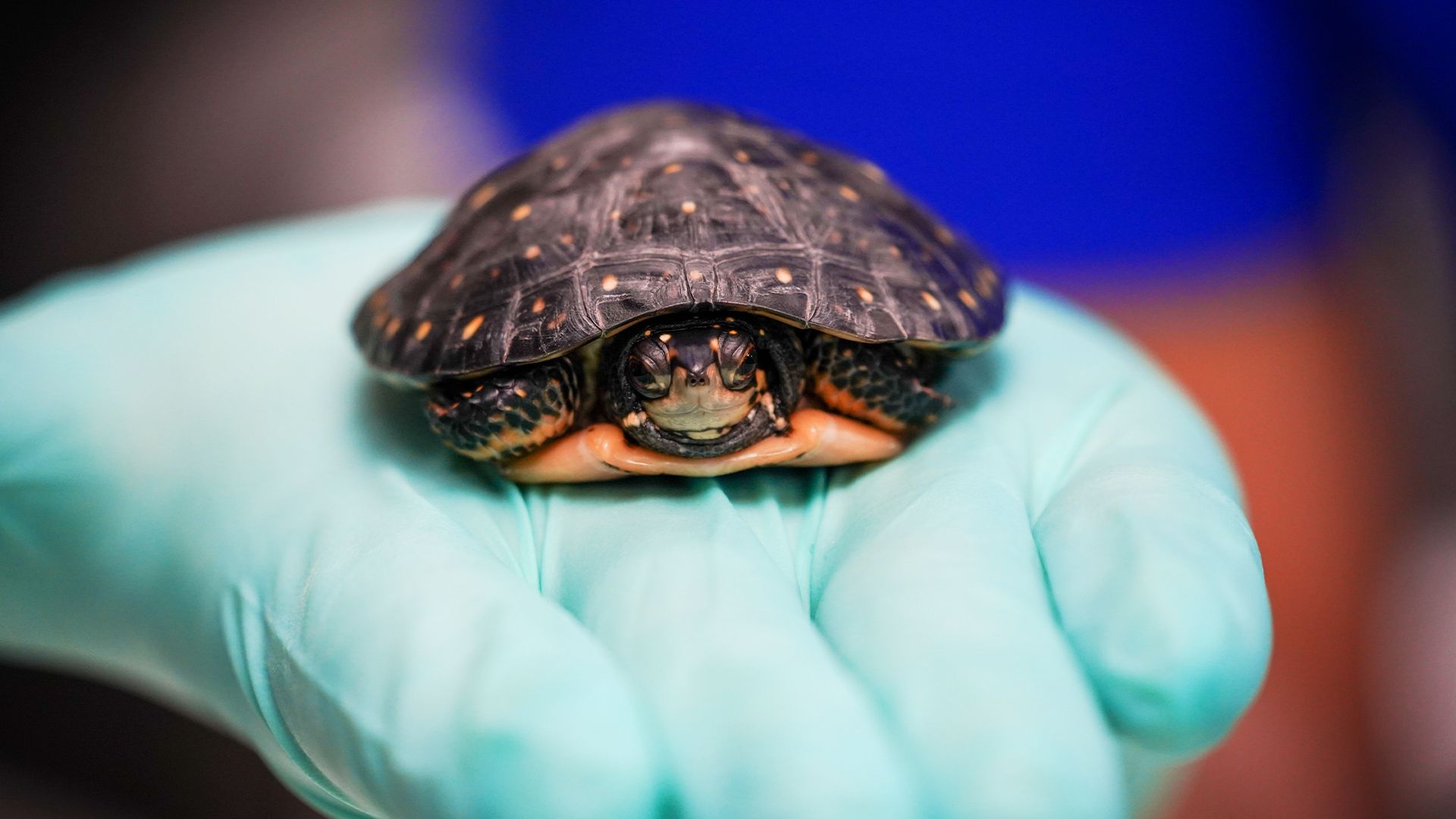 Implantate für ein Zebu-Rind