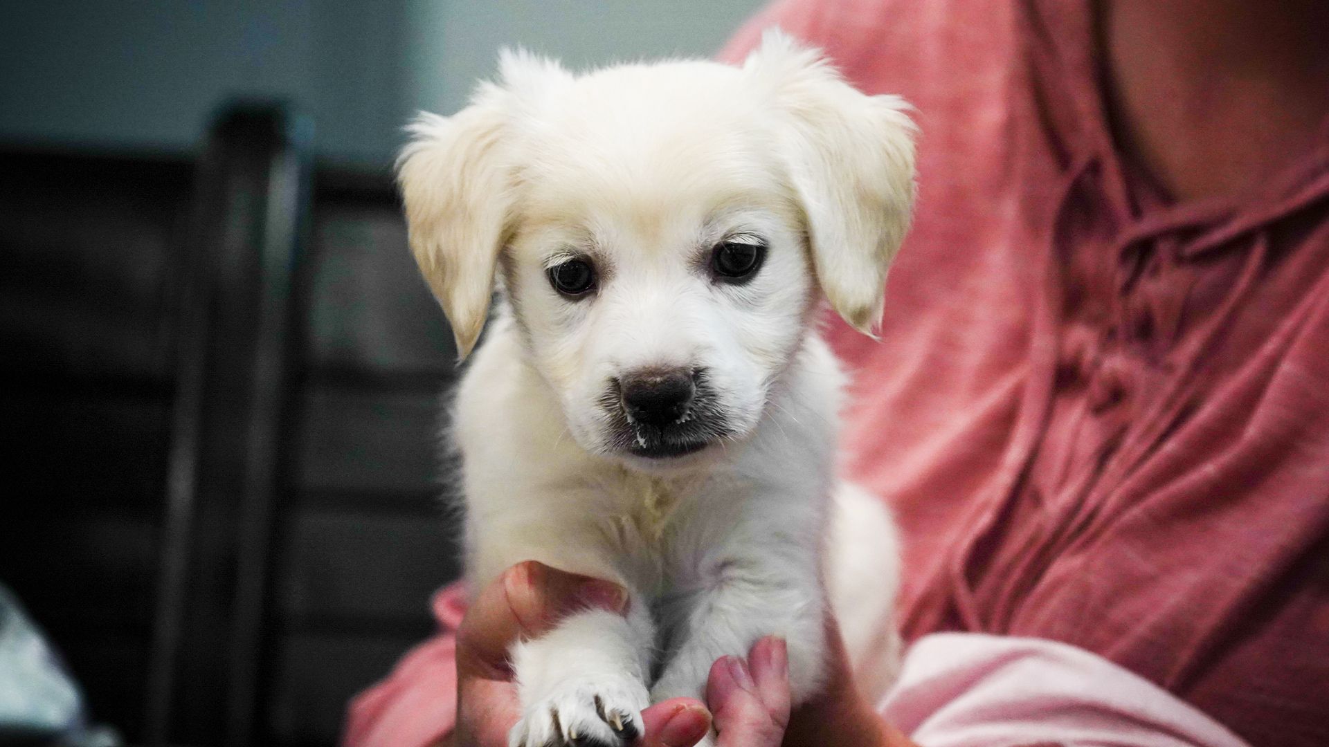 Operation einer Gaumenspalte