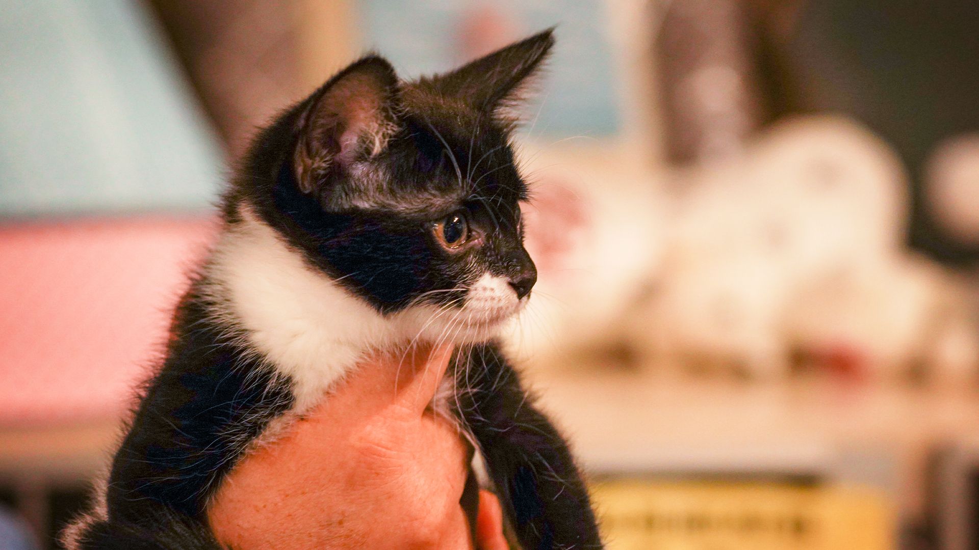 Der Waschbär und das Findelkind