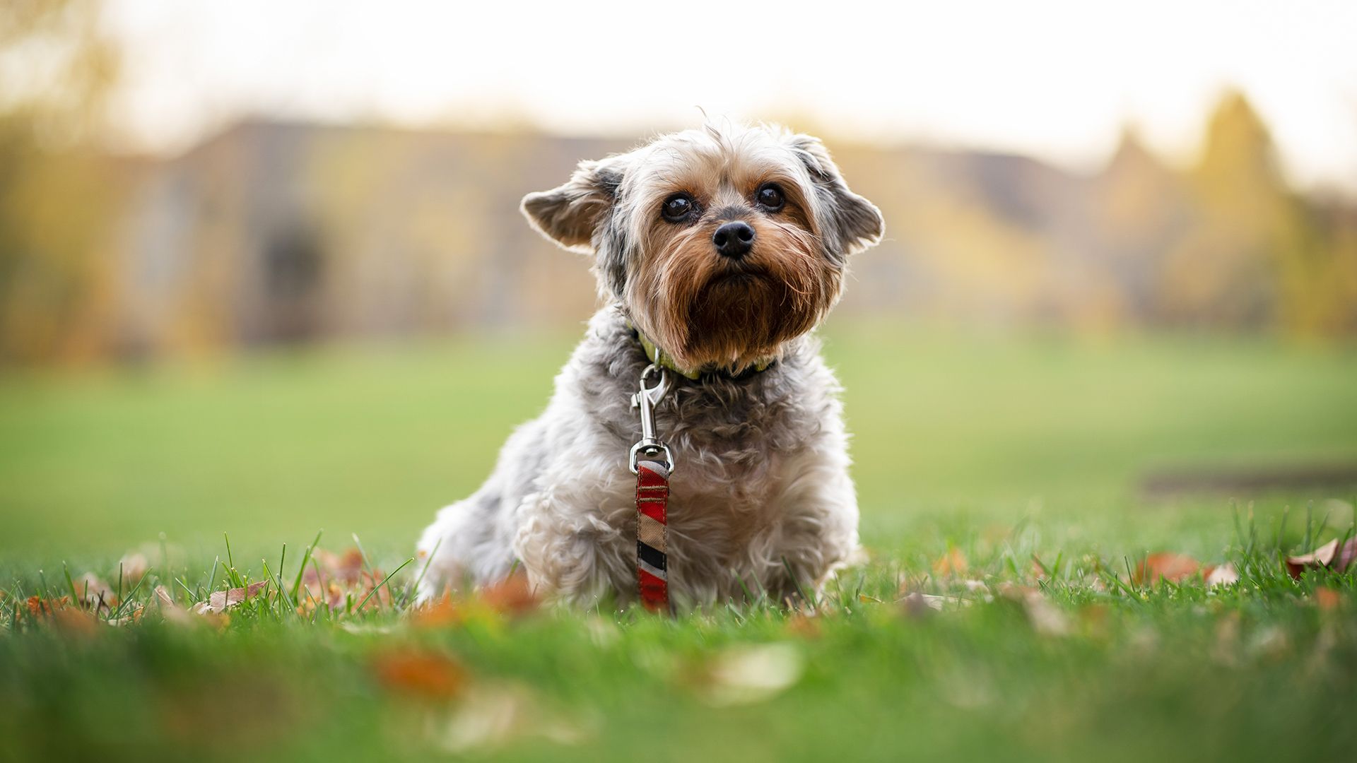 Die Gans mit dem Angelhaken