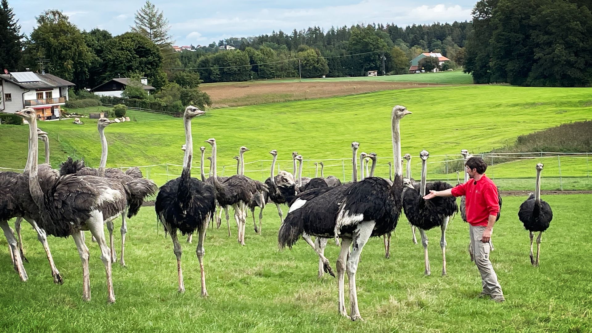 Das größte Geflügel der Welt