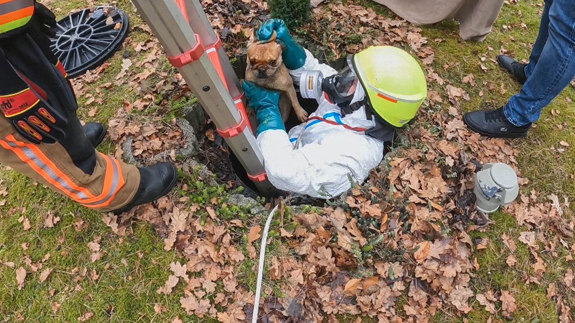 Hund in Klärgrube