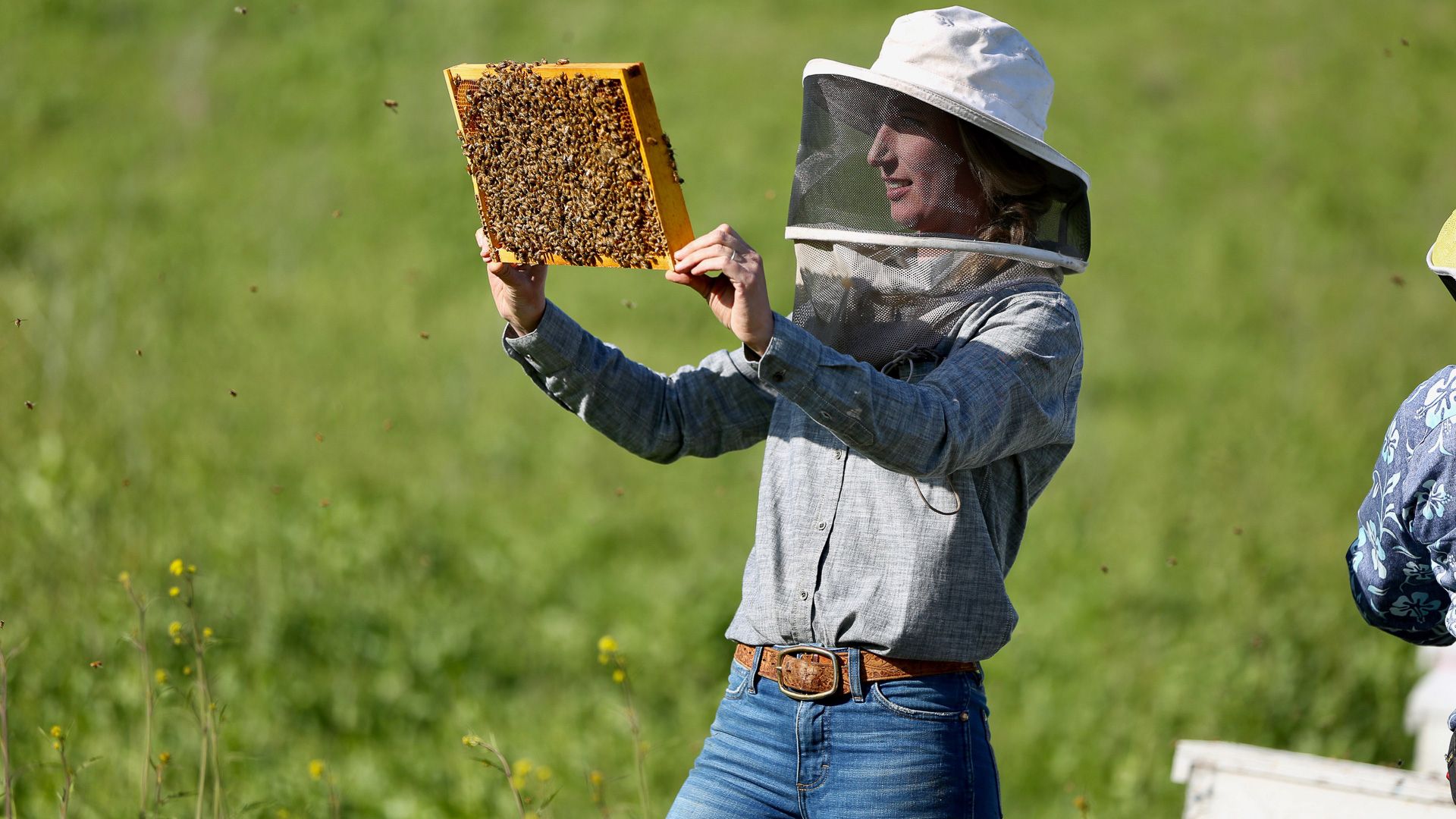 Honigkuchen mit Salbeiblüten