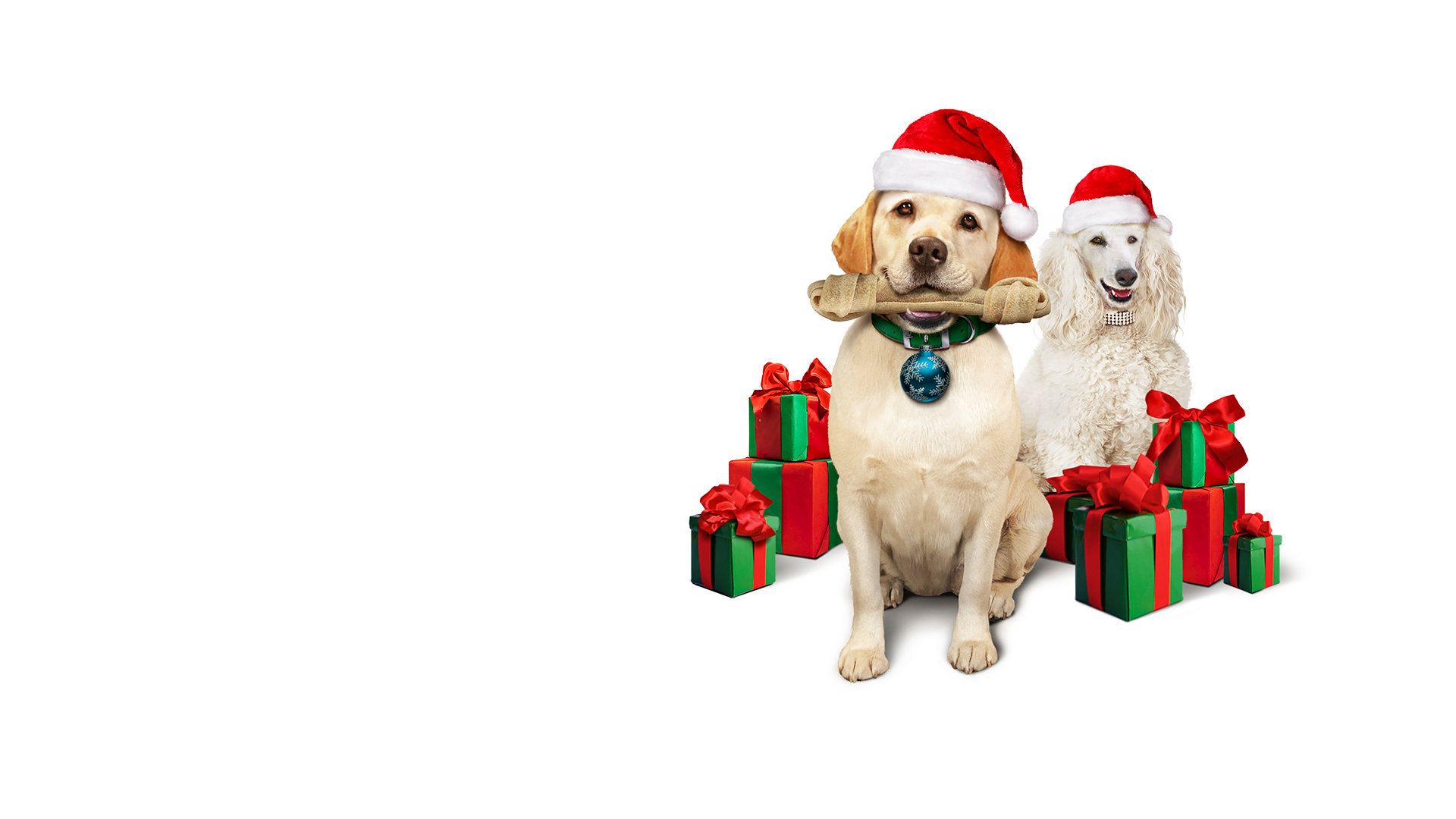 Ein Hund rettet die Weihnachtsferien Titelbild